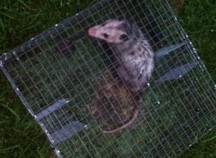 Mentor Wildlife Exclusion Picture 1