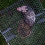 Mentor Wildlife Exclusion