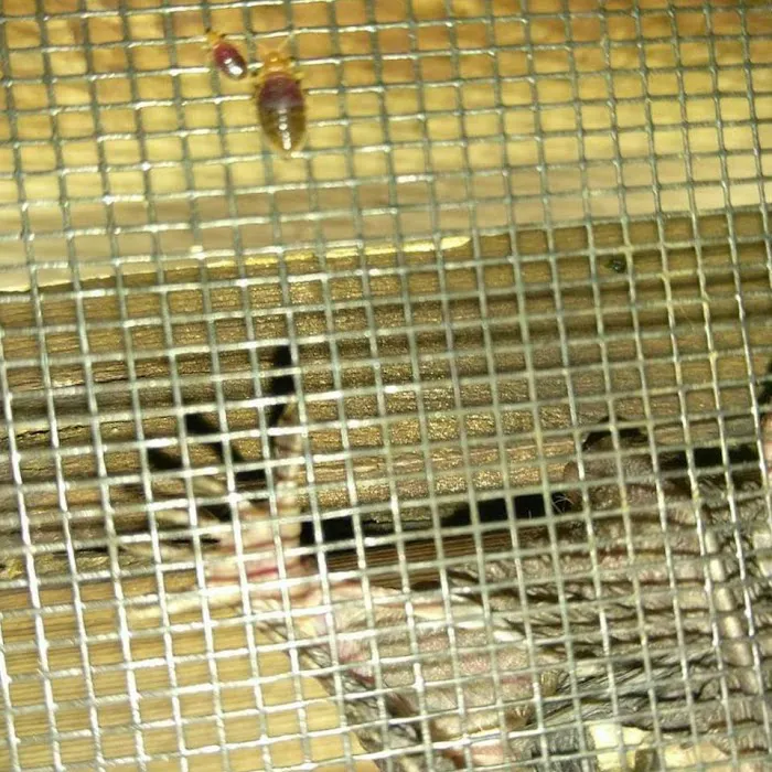 Mentor Wildlife Exclusion Picture 3