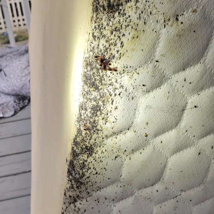 Perfect Pest Control Picture 10