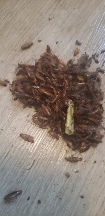 Perfect Pest Control Picture 6