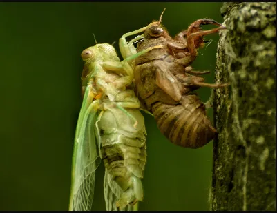 Top Cleveland Pest Control Picture 1