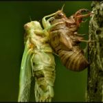 Top Cleveland Pest Control