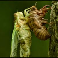 Top Cleveland Pest Control ico