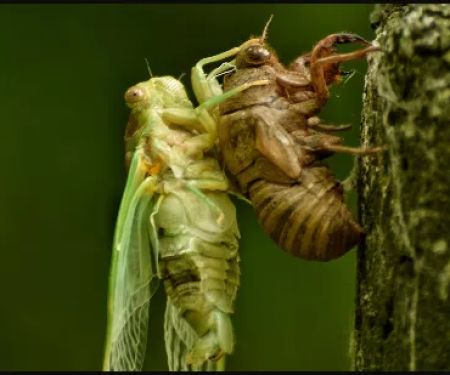Top Cleveland Pest Control