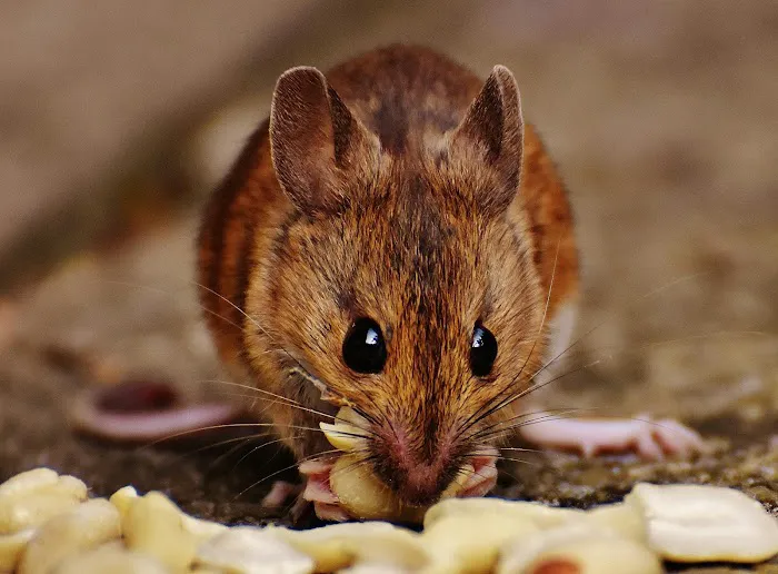 Greenix Pest Control Picture 7