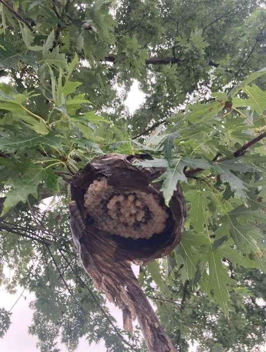 Greenix Pest Control Picture 6