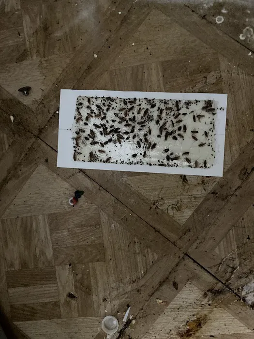 Concrete Pest Solutions Picture 5