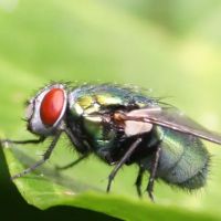 Expert Pest Management ico