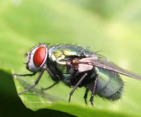 Expert Pest Management