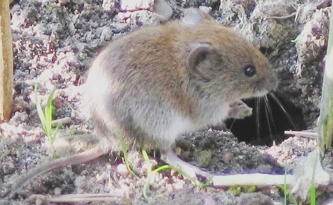 Expert Pest Management Picture 7