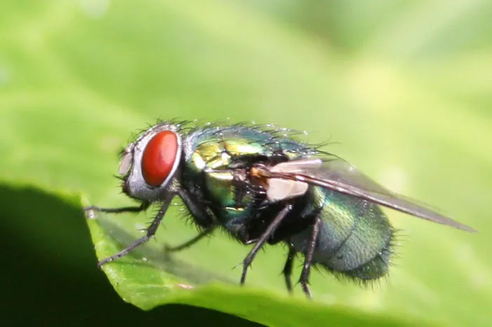 Expert Pest Management Inc. Picture 6