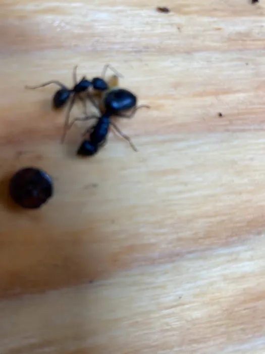 A-Men Pest Control Picture 1