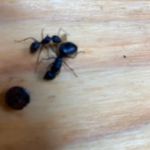 A-Men Pest Control