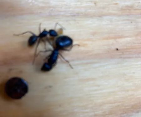 A-Men Pest Control