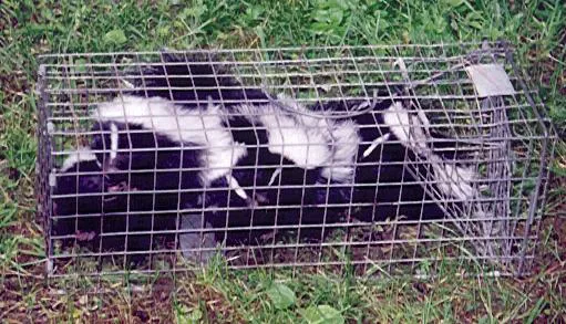 Varmint Gitter LLC Picture 9