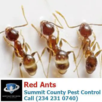 Summit County Pest Control Picture 2