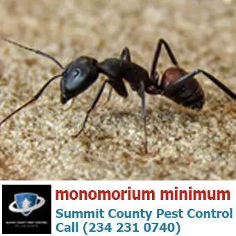 Summit County Pest Control Picture 3