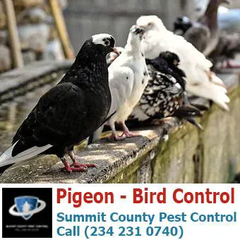 Summit County Pest Control Picture 1
