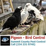 Summit County Pest Control