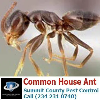 Summit County Pest Control Picture 5