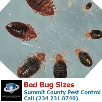 Summit County Pest Control Picture 6