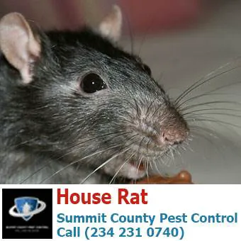Summit County Pest Control Picture 7