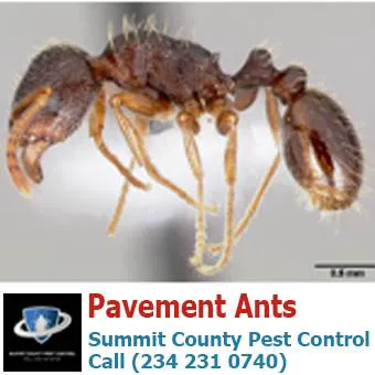 Summit County Pest Control Picture 8