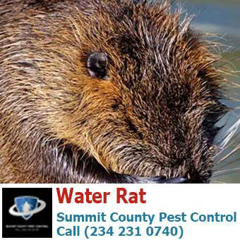 Summit County Pest Control Picture 4