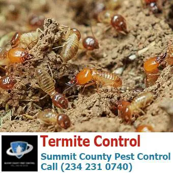 Summit County Pest Control Picture 10