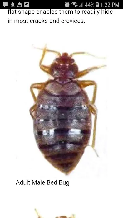 Knockemdead pest control Picture 1