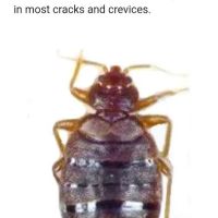 Knockemdead pest control ico