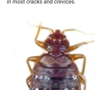 Knockemdead pest control