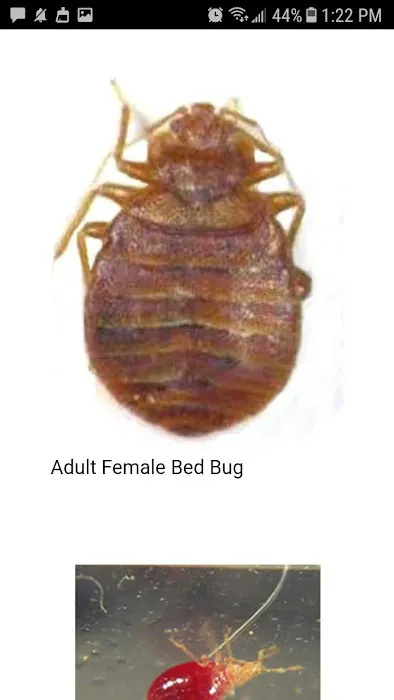 Knockemdead pest control Picture 5