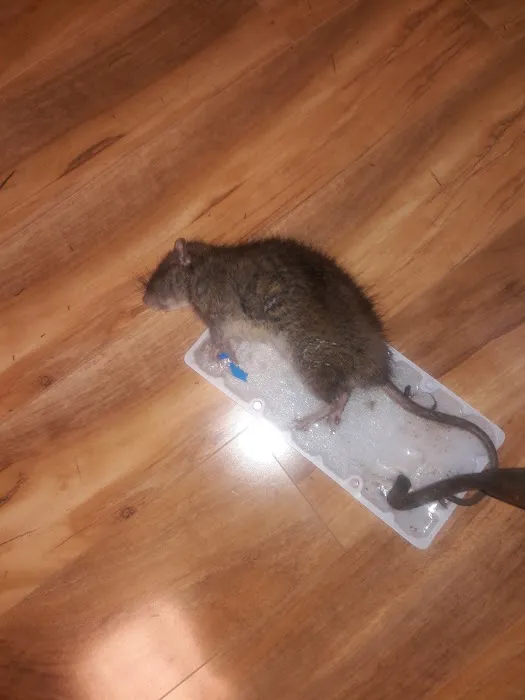 Knockemdead pest control Picture 10