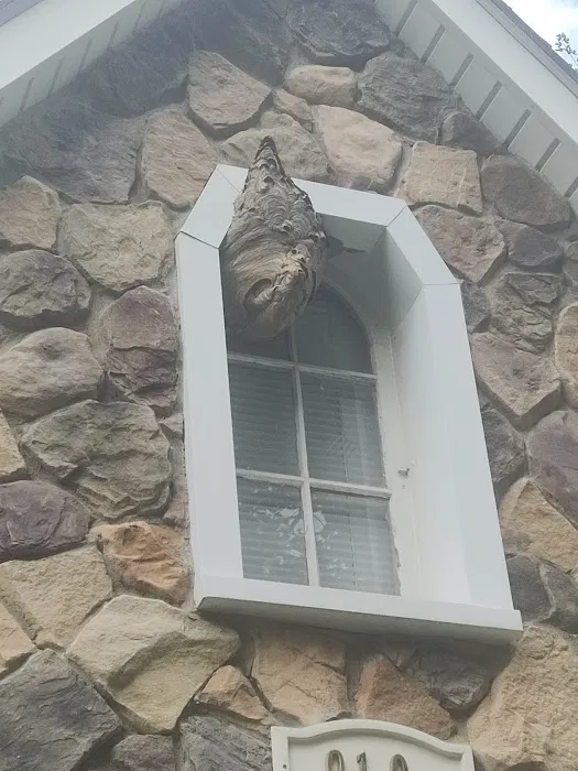 Knockemdead pest control Picture 9