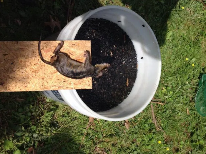 Attic Animal Pest Akron Picture 1