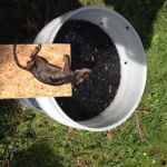 Attic Animal Pest Akron
