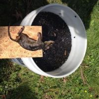 Attic Animal Pest Akron ico