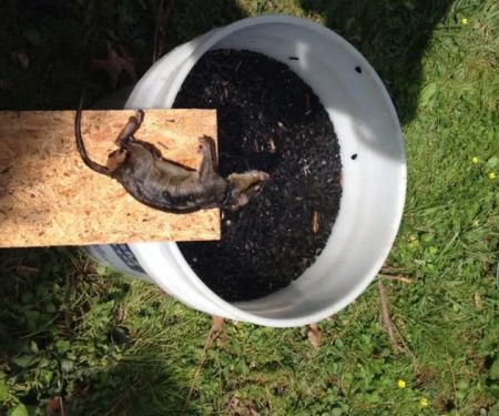 Attic Animal Pest Akron