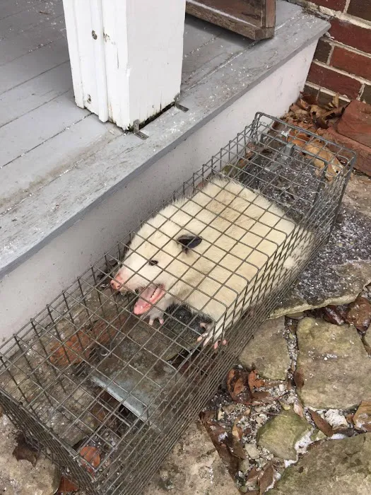 Attic Animal Pest Akron Picture 3