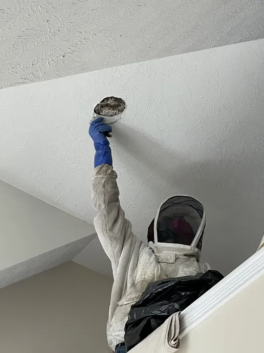 Cleveland Bee Removal Picture 5