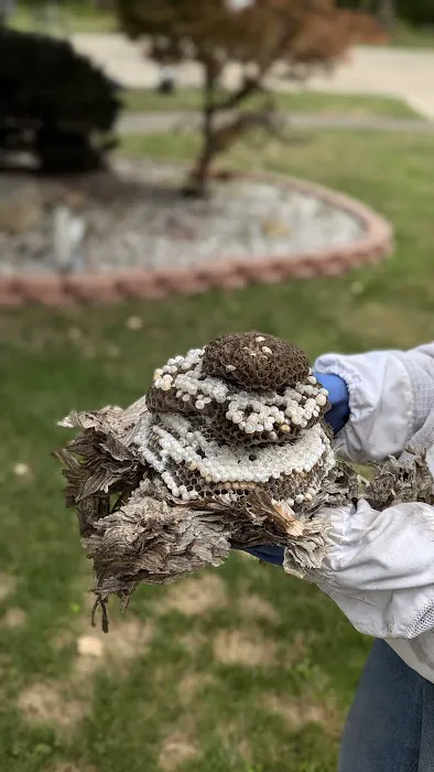 Cleveland Bee Removal Picture 3