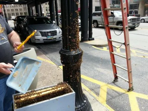 Cleveland Bee Removal Picture 1