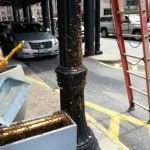Cleveland Bee Removal