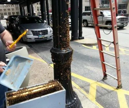 Cleveland Bee Removal