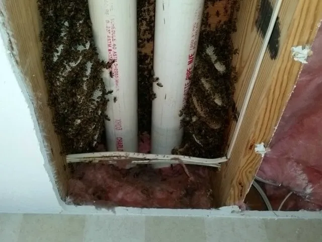 Cleveland Bee Removal Picture 9