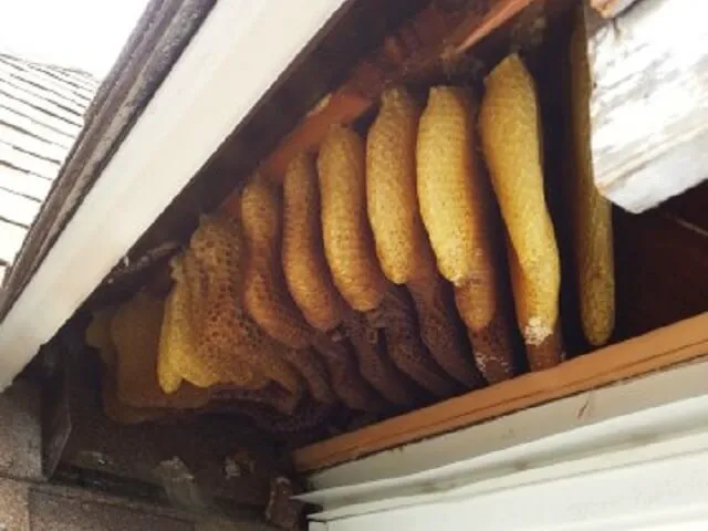 Cleveland Bee Removal Picture 7