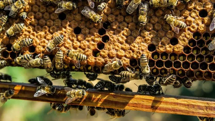 Cleveland Bee Removal Picture 6