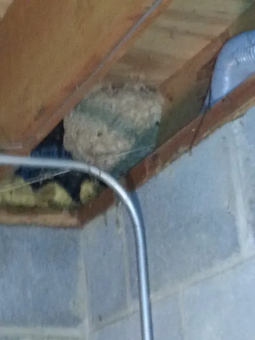 Cleveland Bee Removal Picture 10